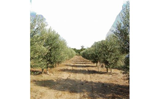 幸せの雫出雲産オリーブオイルAセット 322032_BA002