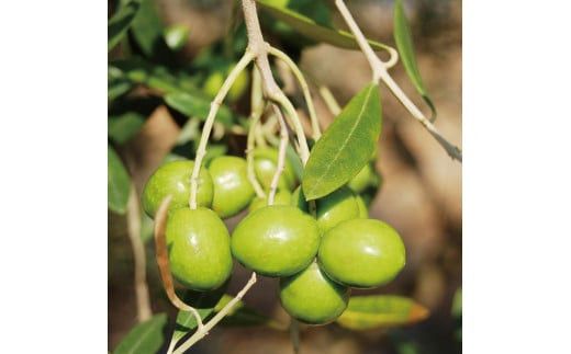 幸せの雫出雲産オリーブオイルAセット 322032_BA002