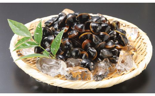 【３回定期便】ぷっくり大きな身！食べて美味しい！神西湖産大和しじみ 322032_BA007