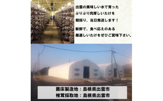 朝採り新鮮！分厚いしいたけ　チビしいたけセット 322032_BB001