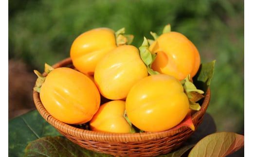 【柿専業の農家が作る】出雲産西条柿　5kg 322032_BK001