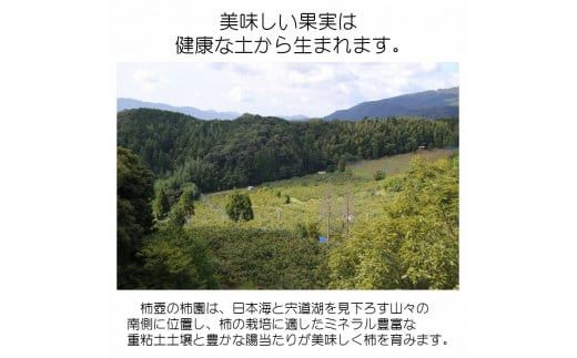 【柿専業の農家が作る】出雲産西条柿　5kg 322032_BK001