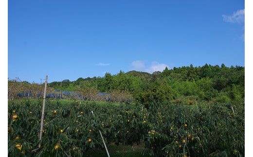 【柿専業の農家が作る】出雲産西条柿の干し柿 322032_BK002