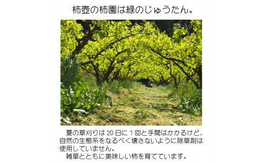 【柿専業の農家が作る】出雲産甘柿の干し柿 322032_BK003