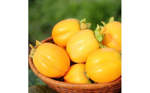 【柿専業の農家が作る】出雲産西条柿　2.5kg 322032_BK004