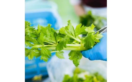 【2026年4月～9月お届け】季節限定　春夏おすすめ漬物７品セット 322032_BS004