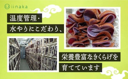 出雲市産生きくらげ 322032_CB003