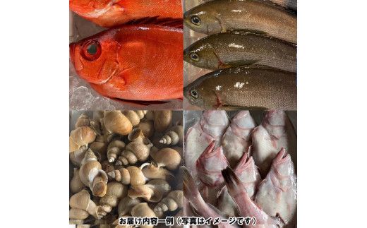 季節のおさかな、おまかせセット！3K相当 322032_CE002