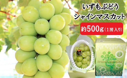 【2026年8月中旬以降発送】いずもぶどう　シャインマスカット(500ｇ見当) 322032_CG009