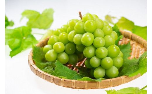 【2026年8月中旬以降発送】いずもぶどう　シャインマスカット(500ｇ見当) 322032_CG009