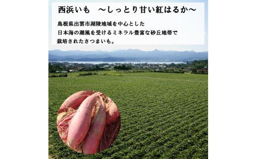 西浜いも（べにはるか）5kg 322032_CG016