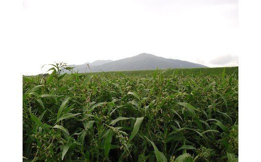 【定期便3回】発芽焙煎出雲はとむぎ茶(24本） を毎月お届け！ 322032_CH002