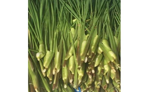 出雲國マコモタケ（生） 1kg 出雲市産　【2026年9月上旬以降発送】 322032_CQ005