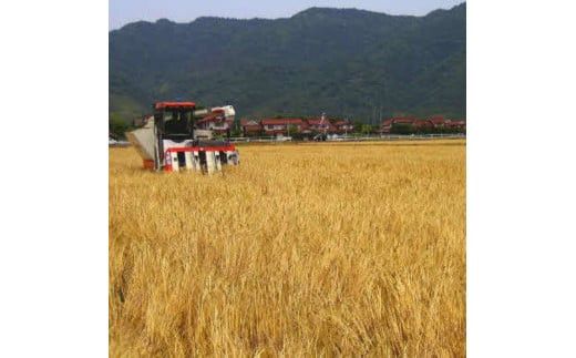 茶三代一　出雲産むぎ茶（10g×30包）×5袋 322032_CV002