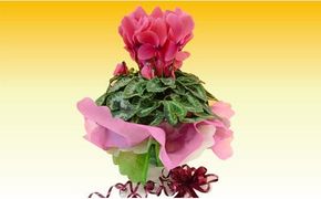 冬の花シクラメン 322032_DA002