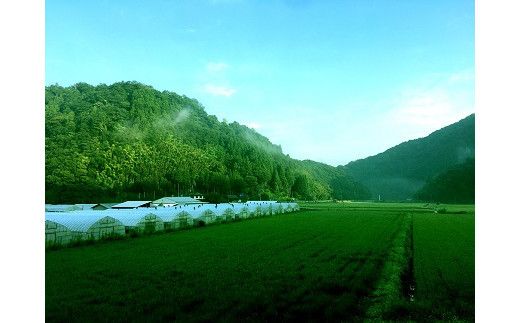 出雲市産きぬむすめ　 5.5kg入り白米1袋 322032_DH001