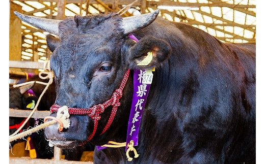 藤増 しまね和牛小間切り 600ｇ【冷凍】 322032_DS009