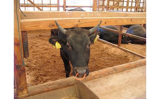 藤増 しまね和牛モモ切落し 750ｇ【冷凍】 322032_DS011