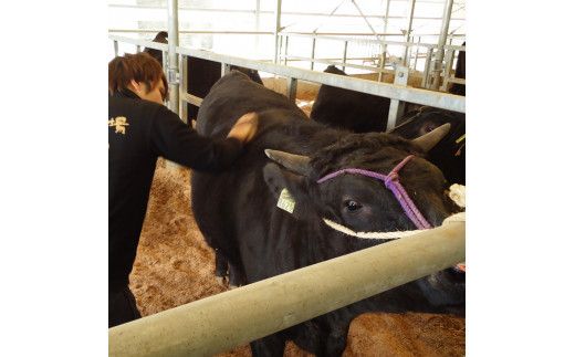 藤増 しまね和牛カルビ 焼肉用 550ｇ【冷凍】 322032_DS014