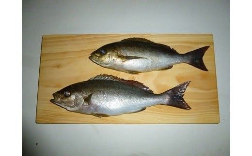 銀杏のまな板（家庭用、大） 322032_DV003