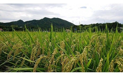 【令和7年産】出雲神結米 (つや姫) 1kg×6袋 322032_DY003