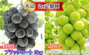 【2026年8月中旬以降発送】【2回定期便】【農家直送】厳選シャインマスカットとブラックビートの定期便 322032_EB009