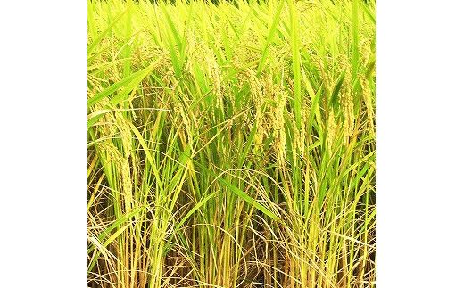 出雲産コシヒカリ（5kg）×2袋と出雲産きぬむすめ（5kg）×1袋 322032_EH004