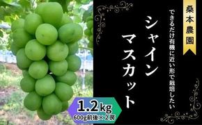 「できるだけ有機に近い形で栽培したい」 桑本農園のシャインマスカット　1.2kg（600g前後×2房） 322032_EL001