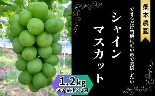 「できるだけ有機に近い形で栽培したい」 桑本農園のシャインマスカット　1.2kg（600g前後×2房） 322032_EL001