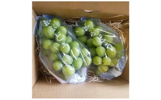 「できるだけ有機に近い形で栽培したい」 桑本農園のシャインマスカット　1.2kg（600g前後×2房） 322032_EL001