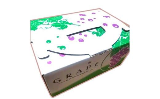 「できるだけ有機に近い形で栽培したい」 桑本農園のシャインマスカット　1.2kg（600g前後×2房） 322032_EL001