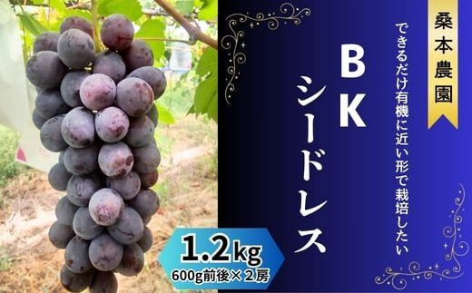 「できるだけ有機に近い形で栽培したい」 桑本農園のBKシードレス　1.2kg（600g前後×2房） 322032_EL002