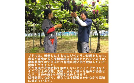 「できるだけ有機に近い形で栽培したい」 桑本農園のBKシードレス　1.2kg（600g前後×2房） 322032_EL002