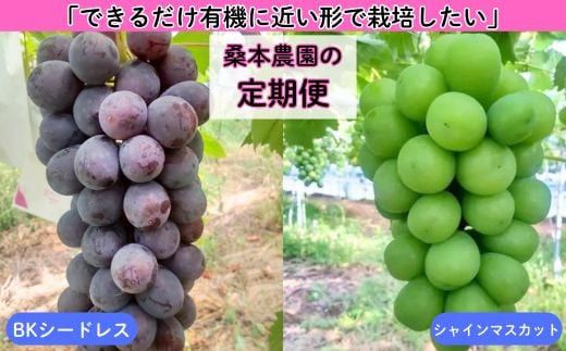 [定期便2回]「できるだけ有機に近い形で栽培したい」 桑本農園の定期便(シャインマスカット・BKシードレス) 322032