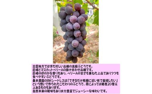 【定期便2回】「できるだけ有機に近い形で栽培したい」 桑本農園の定期便（シャインマスカット・BKシードレス） 322032_EL003