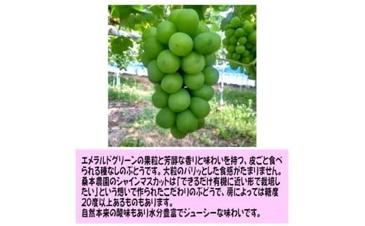 【定期便2回】「できるだけ有機に近い形で栽培したい」 桑本農園の定期便（シャインマスカット・BKシードレス） 322032_EL003