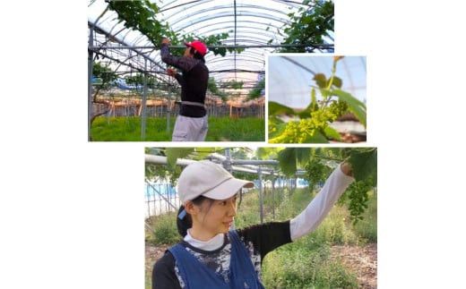 【定期便2回】「できるだけ有機に近い形で栽培したい」 桑本農園の定期便（シャインマスカット・BKシードレス） 322032_EL003