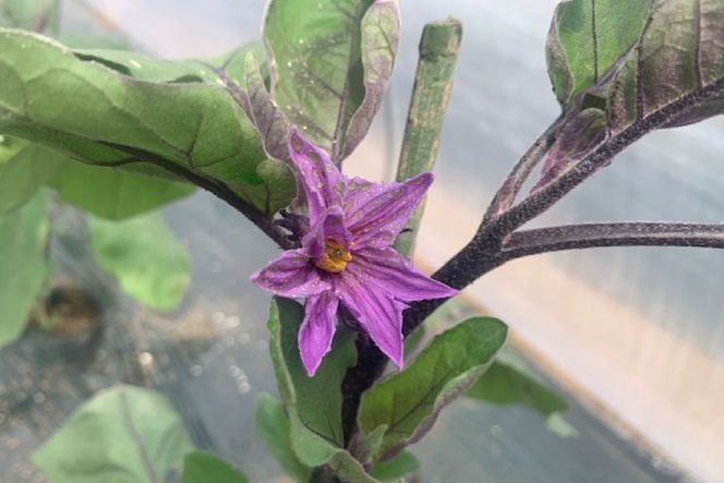 BF002【令和8年度出荷分】皮までおいしい！島原 大長ナス 2kg [ なす ナス 茄子 なすび 野菜 長ナス 天ぷら 焼き茄子 味噌汁 産地直送 長崎県 島原市 ]