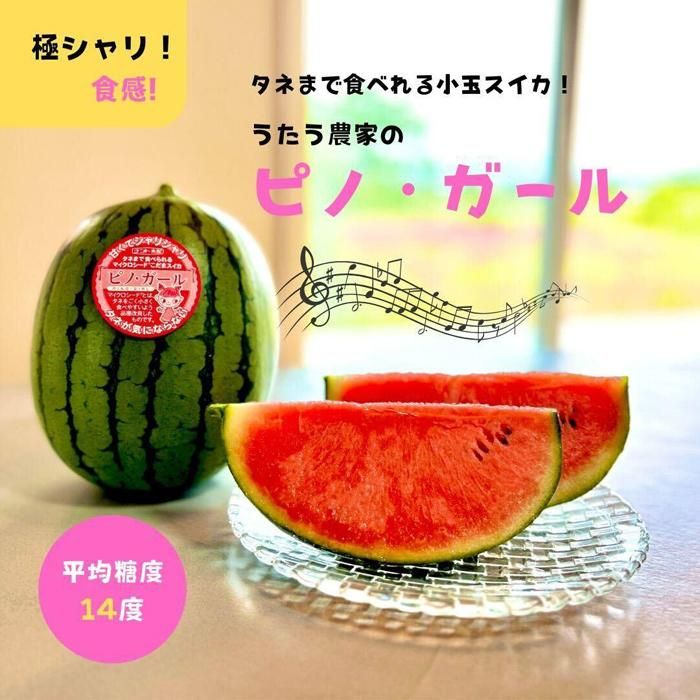 797.小玉スイカ ピノ・ガール(1玉3kg前後×3玉)◇離島不可(北海道、沖縄本島は配送可能)◇2025年6月上旬頃〜7月上旬頃に順次発送予定 313726_BQ001-P