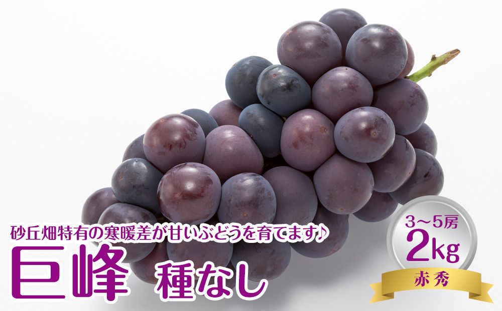 738.[先行予約][JA] 巨峰(種なし)赤秀2kg箱(3〜5房入) ※着日指定不可 ※離島への配送不可 ※2025年8月初旬頃〜8月中旬頃に順次発送予定 313726_BN005-P