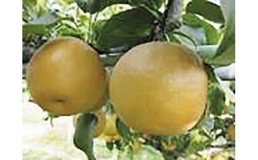296.王秋 5kg(JA) ※2025年10月下旬〜11月下旬頃に順次発送予定 313726_AT007-P