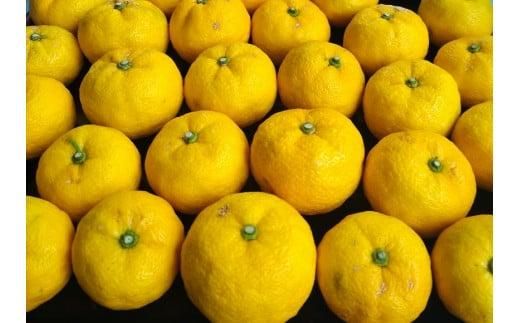 342.柚子(ゆず)玉 2.8kg前後| 果物 食材 果汁 料理 風味 多田錦 産地直送 ※2025年11月中旬〜11月下旬頃に順次発送予定 ※北海道・沖縄・離島への配送不可 313726_AA010-P