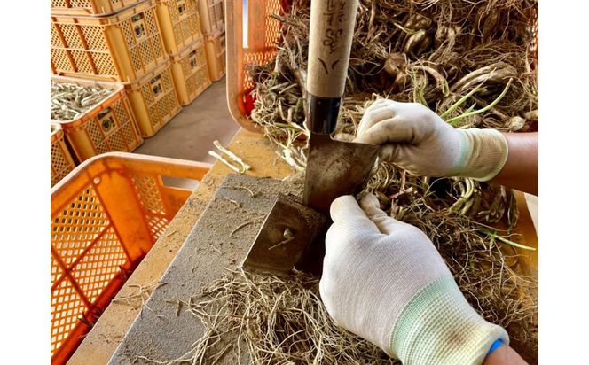 橋本さんちの生洗いらっきょう 1kg 312011_BL007