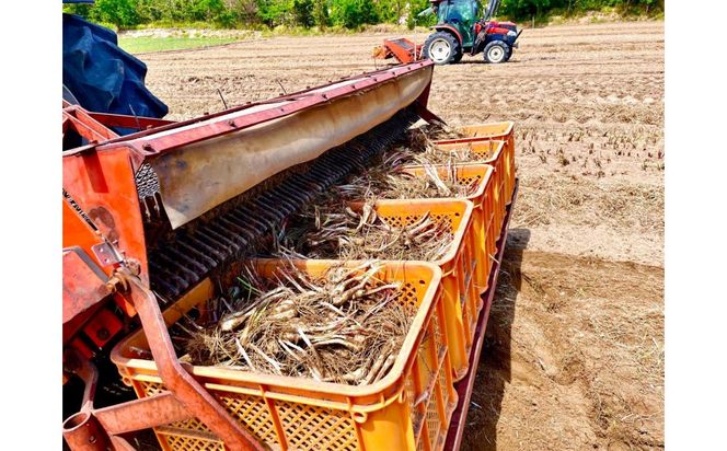 橋本さんちの生洗いらっきょう 3kg (らっきょう酢付) 312011_BL008