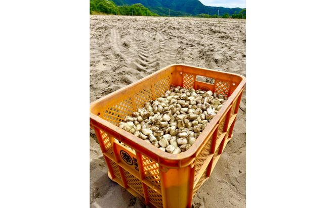 橋本さんちの生洗いらっきょう 3kg (らっきょう酢付) 312011_BL008