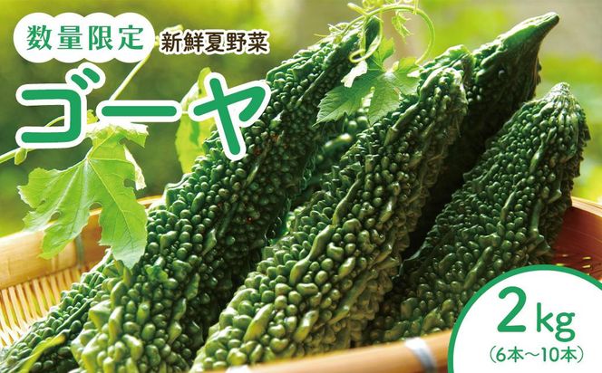 【2026年産】結いの街　新鮮夏野菜野菜！ゴーヤ 2kg |  国産 ゴーヤ 野菜 青果 ごうや 苦瓜 天ぷら 炒め物 ゴーヤチャンプル ゴウヤ 旬 期間限定 夏野菜 鹿児島県 大崎町 464686_YF015