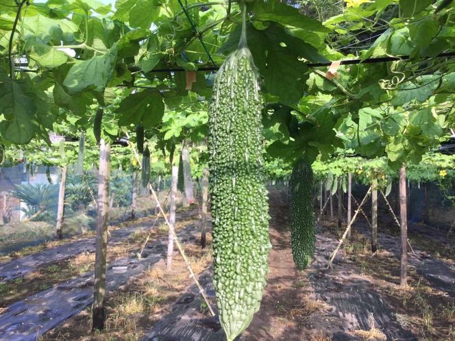 【2026年産】結いの街　新鮮夏野菜野菜！ゴーヤ 2kg |  国産 ゴーヤ 野菜 青果 ごうや 苦瓜 天ぷら 炒め物 ゴーヤチャンプル ゴウヤ 旬 期間限定 夏野菜 鹿児島県 大崎町 464686_YF015