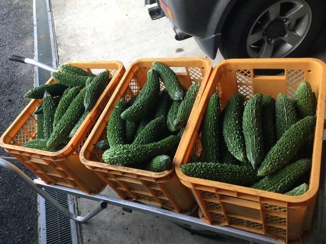【2026年産】結いの街　新鮮夏野菜野菜！ゴーヤ 2kg |  国産 ゴーヤ 野菜 青果 ごうや 苦瓜 天ぷら 炒め物 ゴーヤチャンプル ゴウヤ 旬 期間限定 夏野菜 鹿児島県 大崎町 464686_YF015