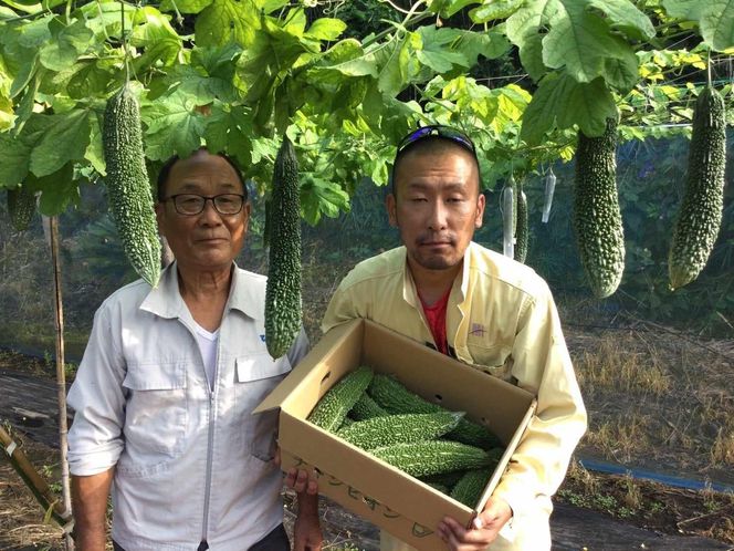 【2026年産】結いの街　新鮮夏野菜野菜！ゴーヤ 2kg |  国産 ゴーヤ 野菜 青果 ごうや 苦瓜 天ぷら 炒め物 ゴーヤチャンプル ゴウヤ 旬 期間限定 夏野菜 鹿児島県 大崎町 464686_YF015