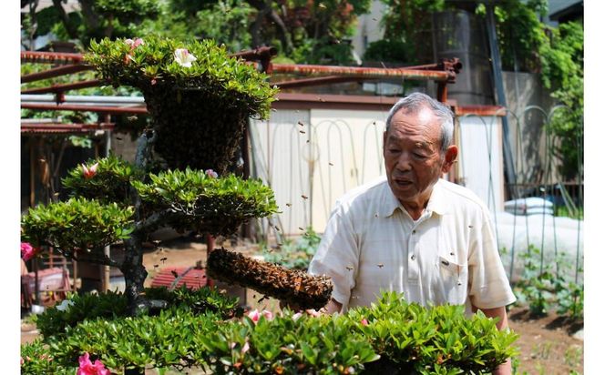 【川崎日航ホテル】かわさき産はちみつのマドレーヌ（10個入り） 141305_AZ59